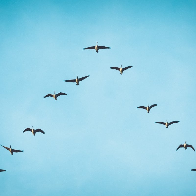 Birds flying in a "v" shape with blue sky in background