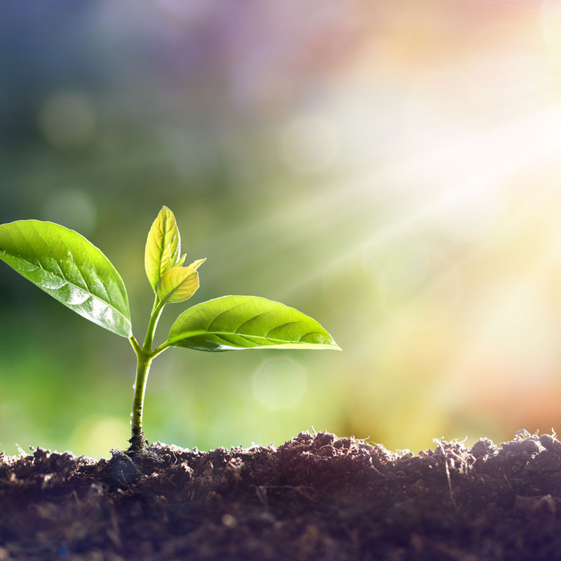 Small plant growing out of the soil with sun rays shining